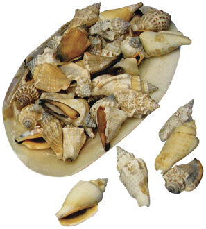 Rayher hobby materialen Rayher Schelpen - 4x zakjes - decoratie - 1-5 cm - schelpjes