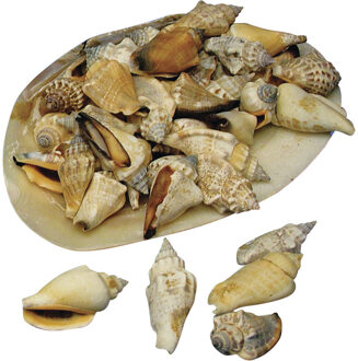 Rayher hobby materialen Rayher Schelpen - ca. 30x stuks - decoratie - 1-5 cm - schelpjes Multi