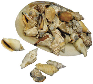 Rayher hobby materialen Rayher Schelpen - ca. 3x stuks - decoratie - 1-5 cm - schelpjes
