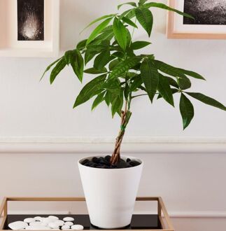 RE-POT Hoop Round 16