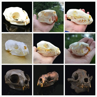 real Coypu skull,Muskrat skull,Fox skull,Mink skull, animal Skull specimen Collectibles Study
