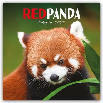 Red Pandas Square Wall Calendar 2025 - Browntrout Wandkalender - Calendars, Carousel