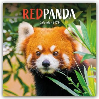 Red Pandas Square Wall Calendar 2026 - Browntrout Wandkalender - Carousel Calendar