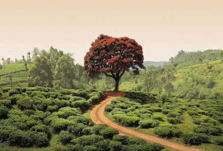 Red Tree And Hills In Sri Lanka Vlies Fotobehang 384x260cm 8-banen