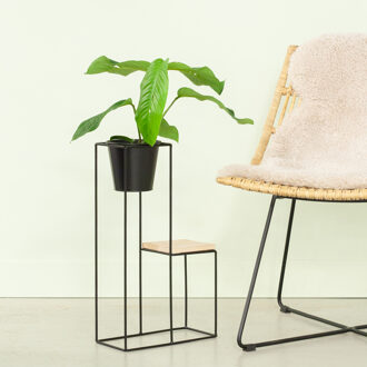 Rhaphidophora Foraminifera- P12