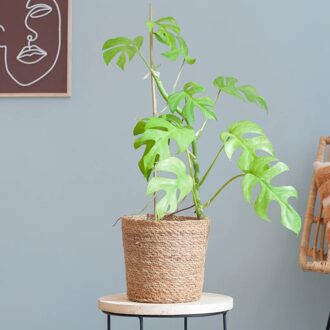 Rhaphidophora Tetrasperma Variegata - P17