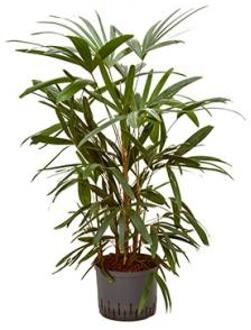 Rhapis palm excelsa L hydrocultuur plant