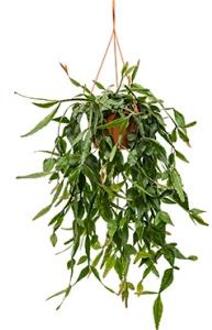 Rhipsalis eliptica hangplant