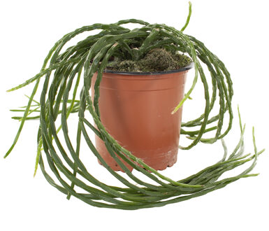 Rhipsalis Paradoxa - P 11 cm