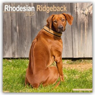 Rhodesian Ridgeback Calendar 2025 Square Dog Breed Wall Calendar - 16 Month - Browntrout Wandkalender - Avonside Publishing Ltd