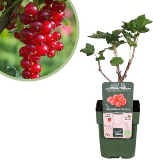 Ribes Rubrum Jonkheer van Tets - Aalbesstruik Bio - P13