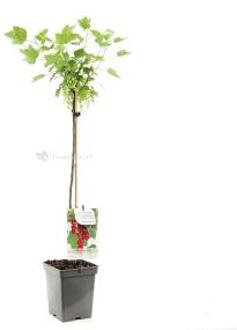 Ribes rubrum Jonkheer van Tets | rode aalbes op stam | Ø 18 cm