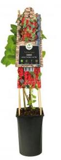 Rode Bes Ribes Rubrum Jonkheer van Tets M 75 cm klimplant