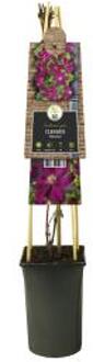 Rode bosrank (Clematis "Voluceau") klimplant