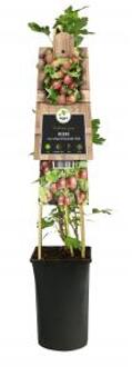 Rode Kruisbes Ribes Uva Crispa Hinnomaki Rod 75 cm klimplant