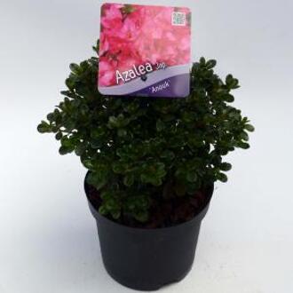 Rododendron (Rhododendron Japonica "Anouk") heester - 30-35 cm - 1 stuks