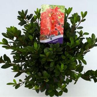 Rododendron (Rhododendron Japonica "Arabesk") heester - 30-35 cm - 1 stuks