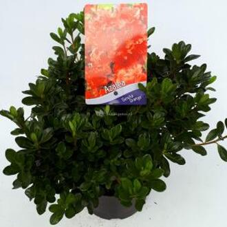 Rododendron (Rhododendron Japonica "Geisha Orange") heester - 12-20 cm - 8 stuks