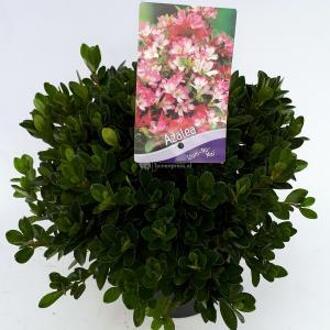 Rododendron (Rhododendron Japonica "Izum-No-Mai") heester - 30-35 cm - 1 stuks