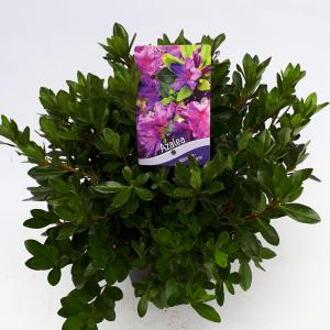 Rododendron (Rhododendron Japonica "Konigstein") heester - 15-20 cm - 8 stuks