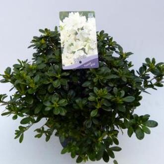 Rododendron (Rhododendron Japonica "Melina") heester - 30-35 cm - 1 stuks