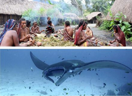 Rondreis 16 dagen Avontuurlijk Papua - Baliem vallei en duiken bij Raja Ampat