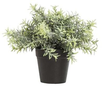 Rosemary plant in pot - groen - 22 cm - Leen Bakker