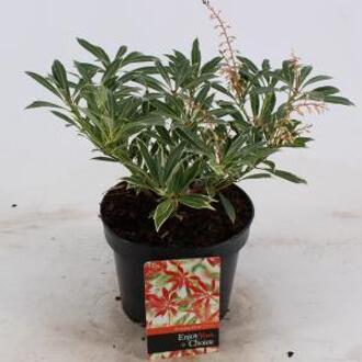 Rotsheide (Pieris “Flaming Silver”) heester - 20-25 cm (C2) - 6 stuks