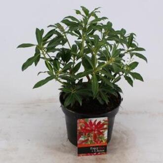 Rotsheide (Pieris “Forest Flame”) heester - 20-25 cm (C2) - 6 stuks