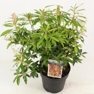 Rotsheide (Pieris “Forest Flame”) heester - 30-40 cm (C4.5) - 9 stuks