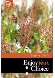 Rotsheide (Pieris Japonica “Bonfire”) heester - 15-20 cm (P15) - 18 stuks