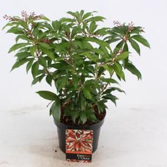 Rotsheide (Pieris Japonica “Katsura”®) heester - 20-25 cm (C2) - 6 stuks