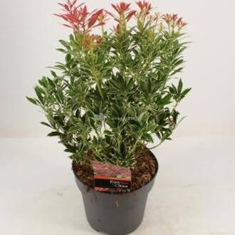 Rotsheide (Pieris Japonica “Polar Passion” PBR) heester - 30-40 cm (C4.5) - 9 stuks