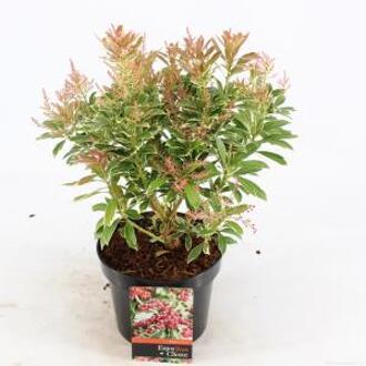 Rotsheide (Pieris Japonica “Ralto” PBR) heester - 20-25 cm (C2) - 6 stuks