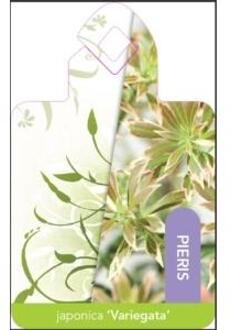 Rotsheide (Pieris Japonica “Variegata”) heester - 15-20 cm (P15) - 18 stuks