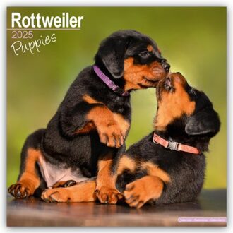 Rottweiler Puppies Calendar 2025 Square Dog Puppy Breed Wall Calendar - 16 Month - Browntrout - Avonside Publishing Ltd
