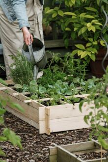 Royal Well Crispy Lettuce - Kweekbak - Bruin