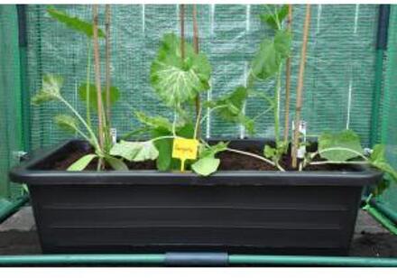 Royal Well Kweekbak kweekbak 40 liter, zwart