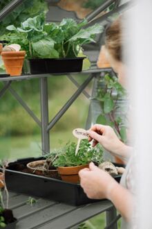 Royal Well Mary I - Kweekschap - Groen/grijs - 2,5x22,5x208,2 cm