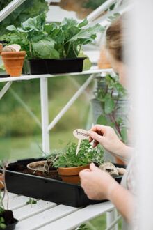 Royal Well Mary II - Kweekschap - Wit - 2,5x22,5x277,6 cm