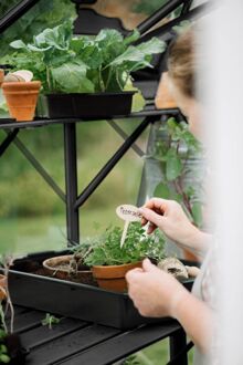 Royal Well Mary II - Kweekschap - Zwart - 2,5x22,5x277,6 cm