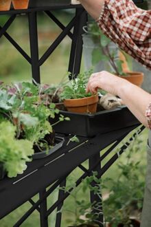 Royal Well Mary II - Kweektafel - Zwart - 2,5x42,5x277,6 cm