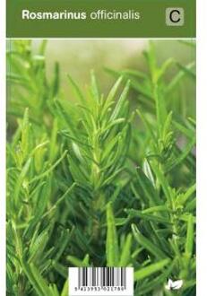 Rozemarijn (rosmarinus officinalis) kruiden - 12 stuks