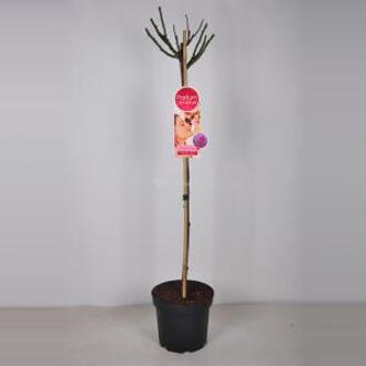 Rozen Blackberry Nip op stam Magenta paars - Stam 90 cm - 3 stuks