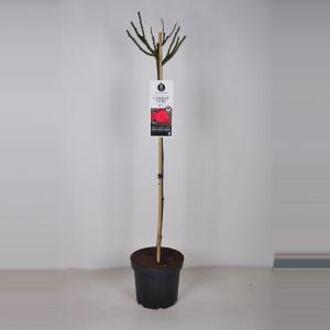 Rozen Cherry Girl op stam - Stam 90 cm - 3 stuks