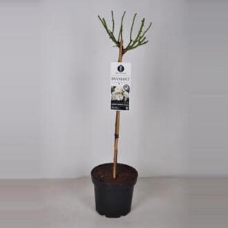 Rozen Diamant op stam - 3 stuks