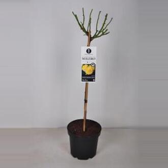 Rozen Solero op stam - 3 stuks