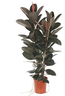 Rubberboom (Ficus Elastica Abidjan 3pp) - P 30 cm