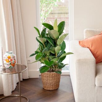 Rubberboom - Ficus Elastica Robusta - P 27 cm