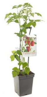 Rubus idaeus Autumn Bliss